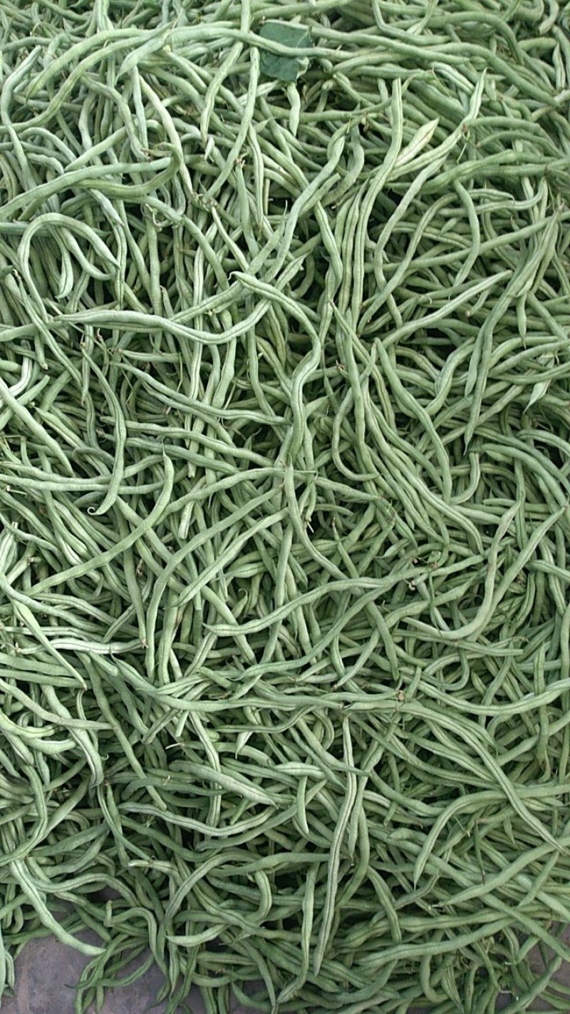 架豆王