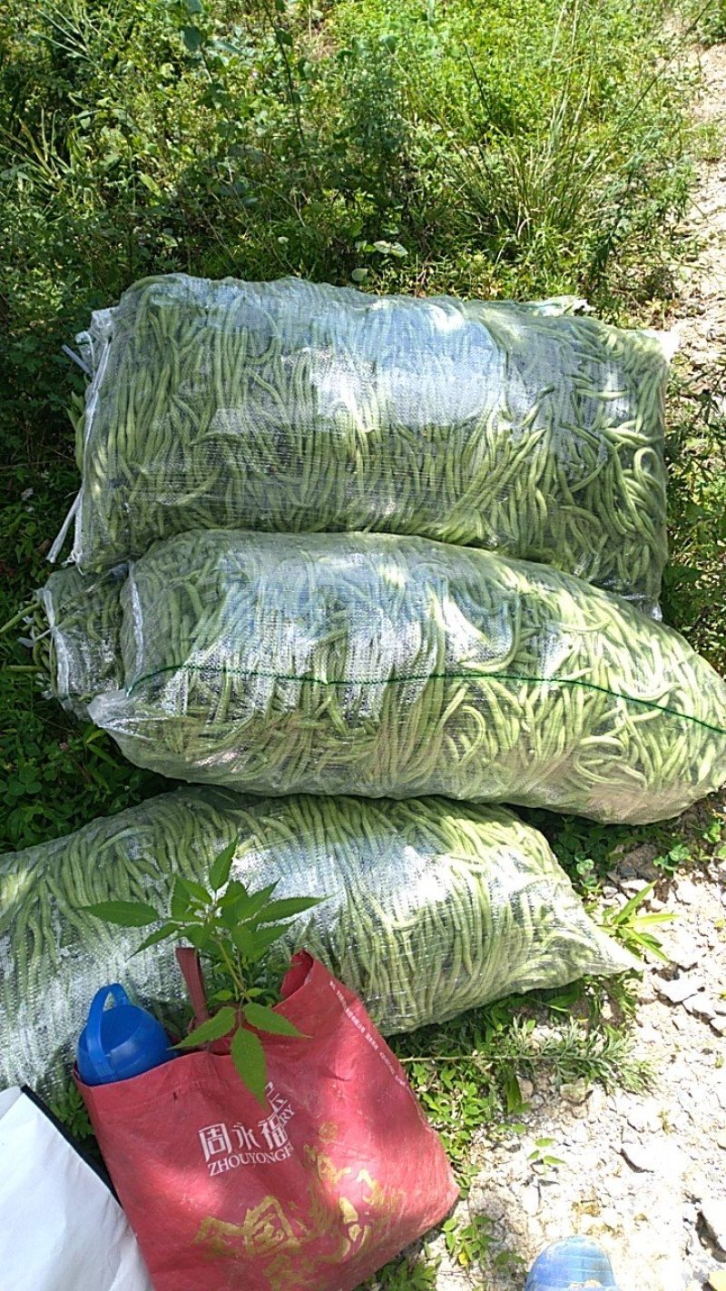 架豆王