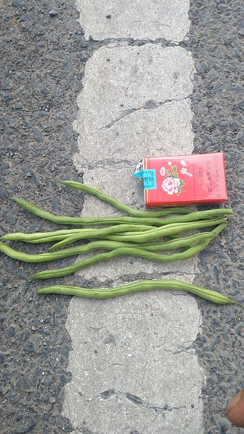 架豆王