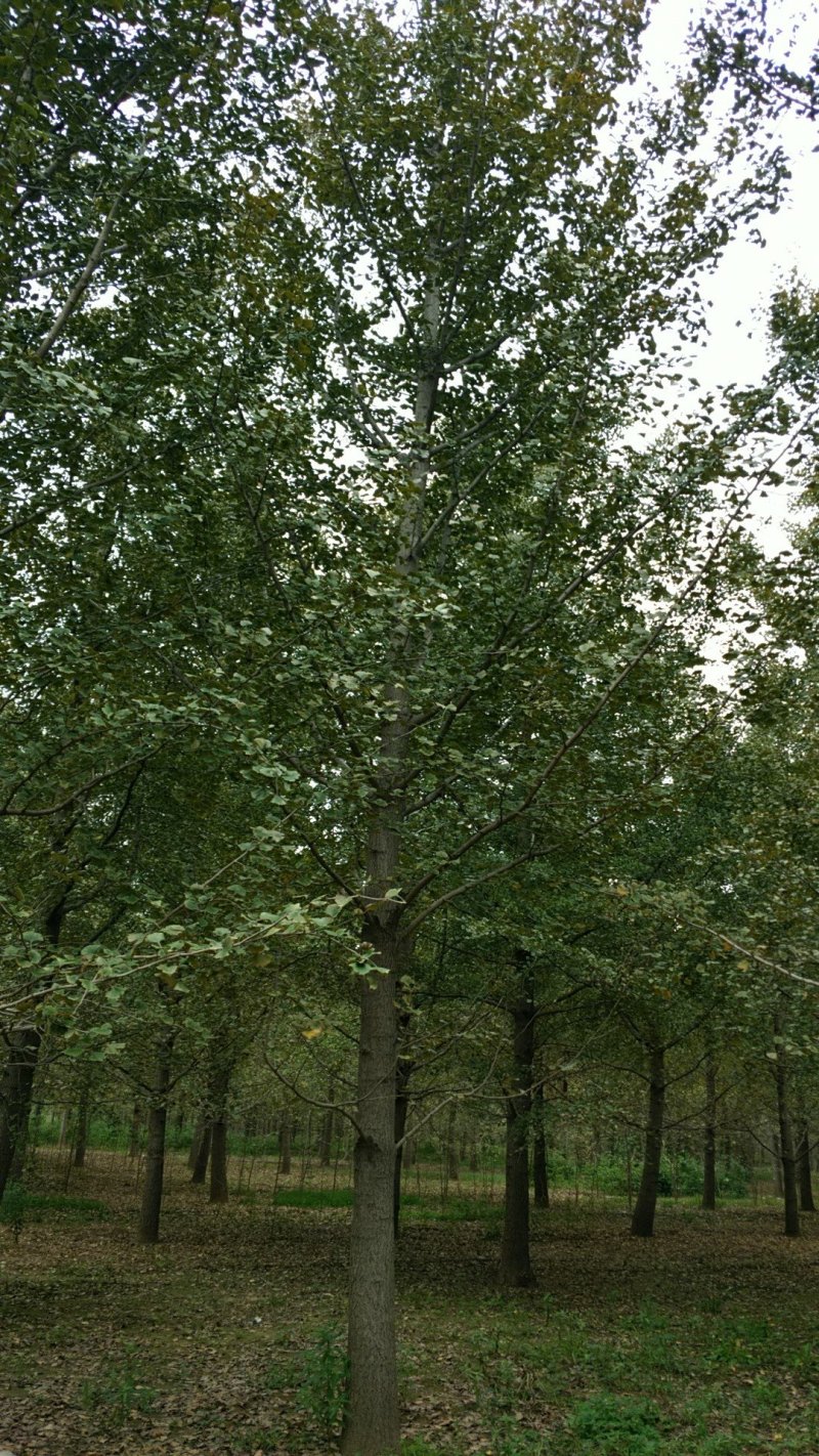 银杏树