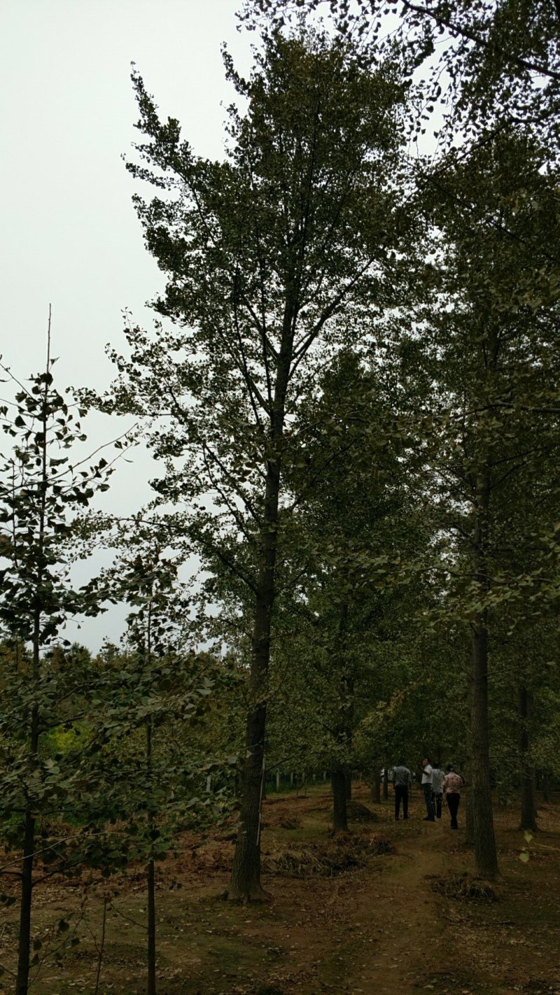 银杏树