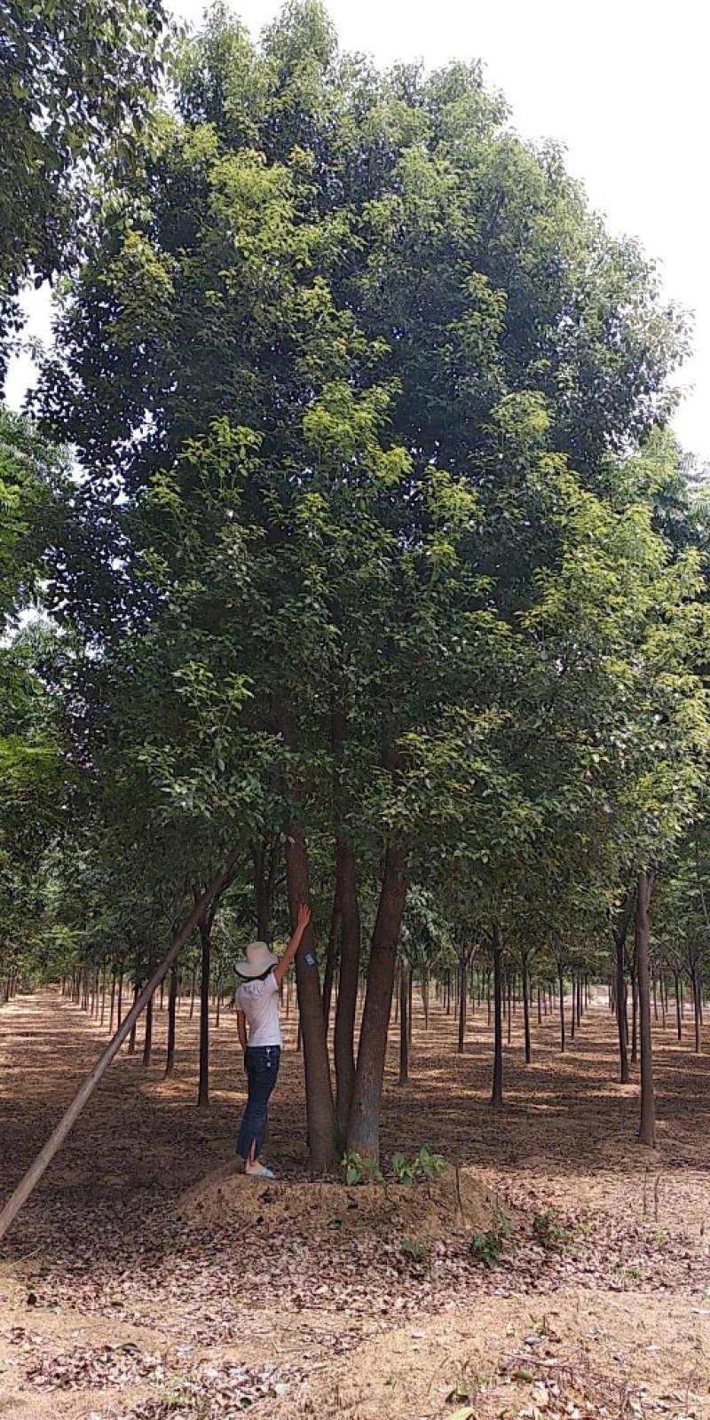 15乐昌含笑香樟栾树桂花广玉兰朴树