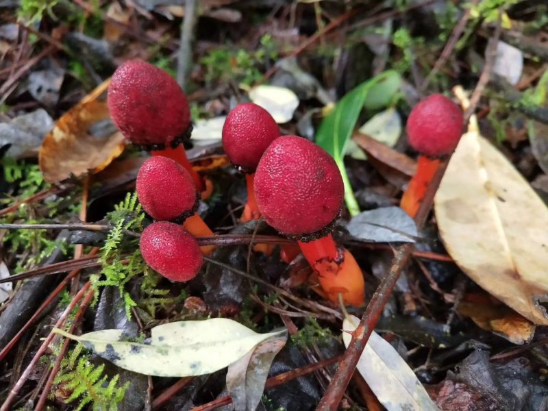 蛇菰高海拔无公害野生
