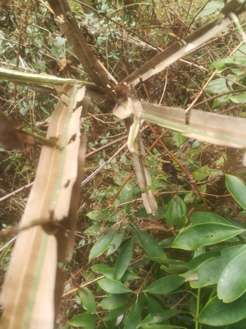 鬼箭羽