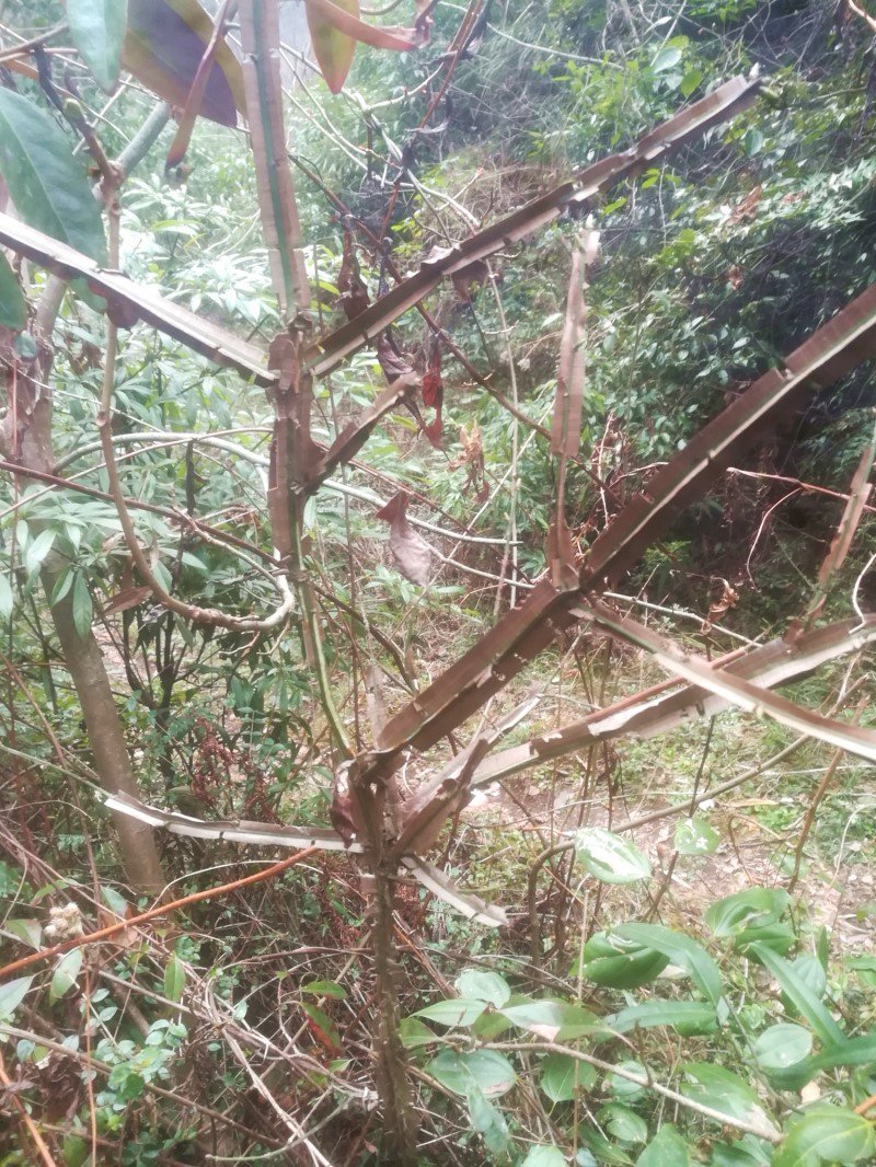 鬼箭羽