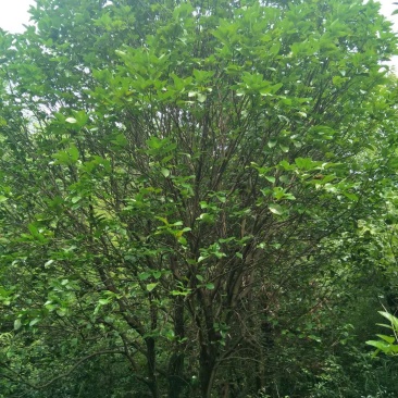 香樟，朴树，柚子树，桂花，杨梅