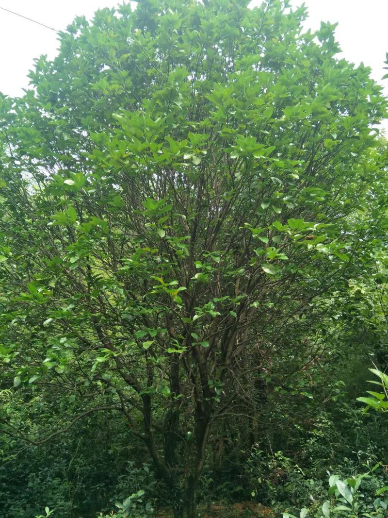 香樟，朴树，柚子树，桂花，杨梅