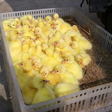 三花鹅种苗