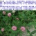 红三叶种子包衣春夏秋均可播种20－25/亩