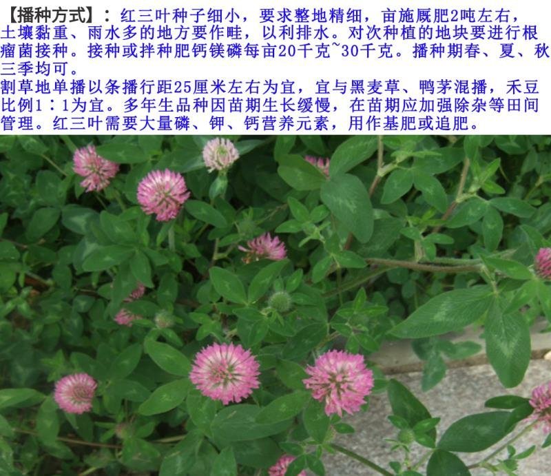 红三叶种子包衣春夏秋均可播种20－25/亩