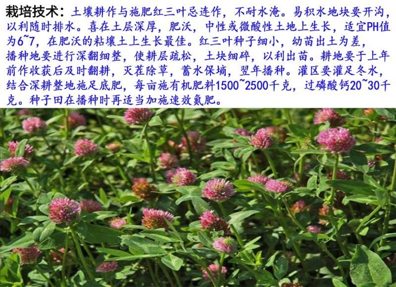红三叶种子包衣春夏秋均可播种20－25/亩