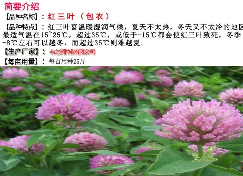红三叶种子包衣春夏秋均可播种20－25/亩
