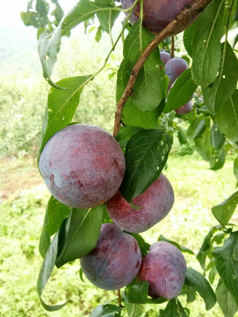 黑布李