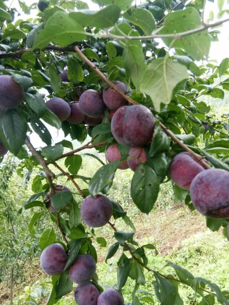 黑布李