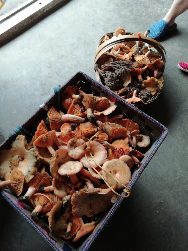 野生菌