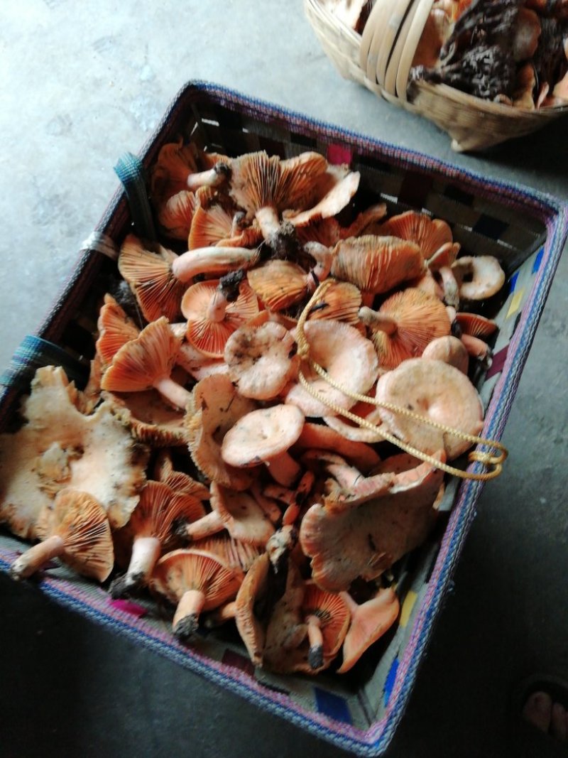 野生菌