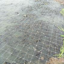 湖北潜江大量供应各种规格泥鳅苗。有想养殖的朋友可实地考察