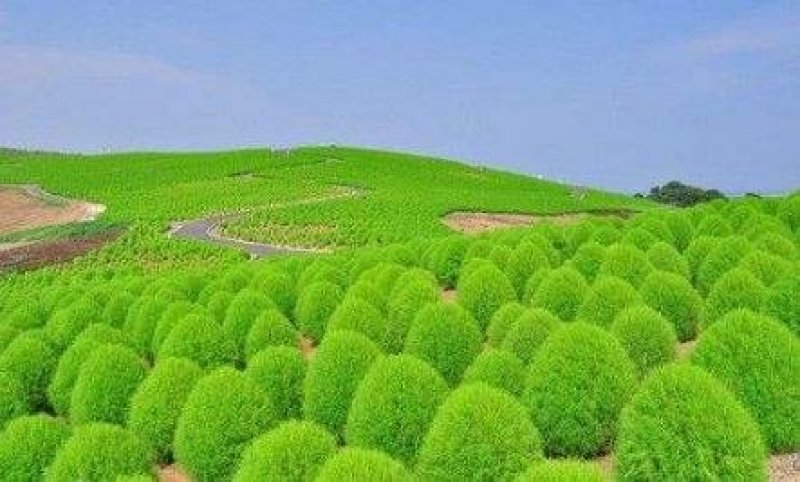 绿地肤种子地肤种子发芽快颜色漂亮6斤/亩
