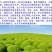 绿地肤种子地肤种子发芽快颜色漂亮6斤/亩