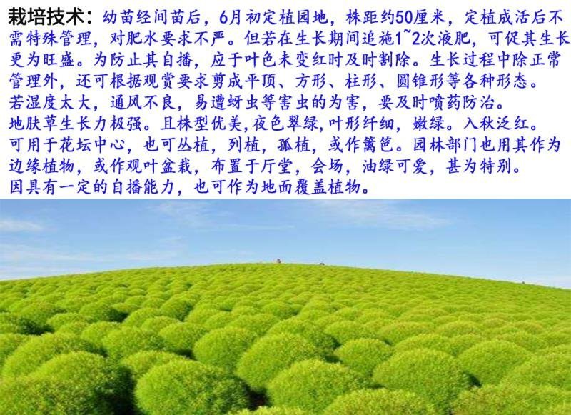 绿地肤种子地肤种子发芽快颜色漂亮6斤/亩
