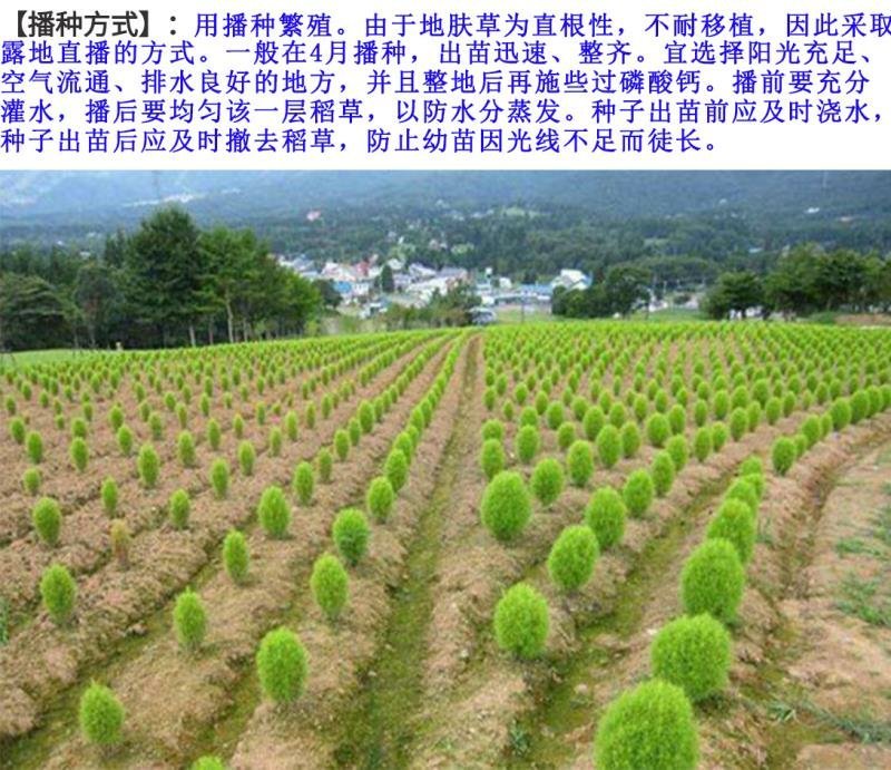 绿地肤种子地肤种子发芽快颜色漂亮6斤/亩