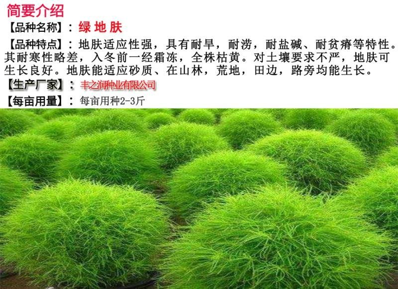 绿地肤种子地肤种子发芽快颜色漂亮6斤/亩