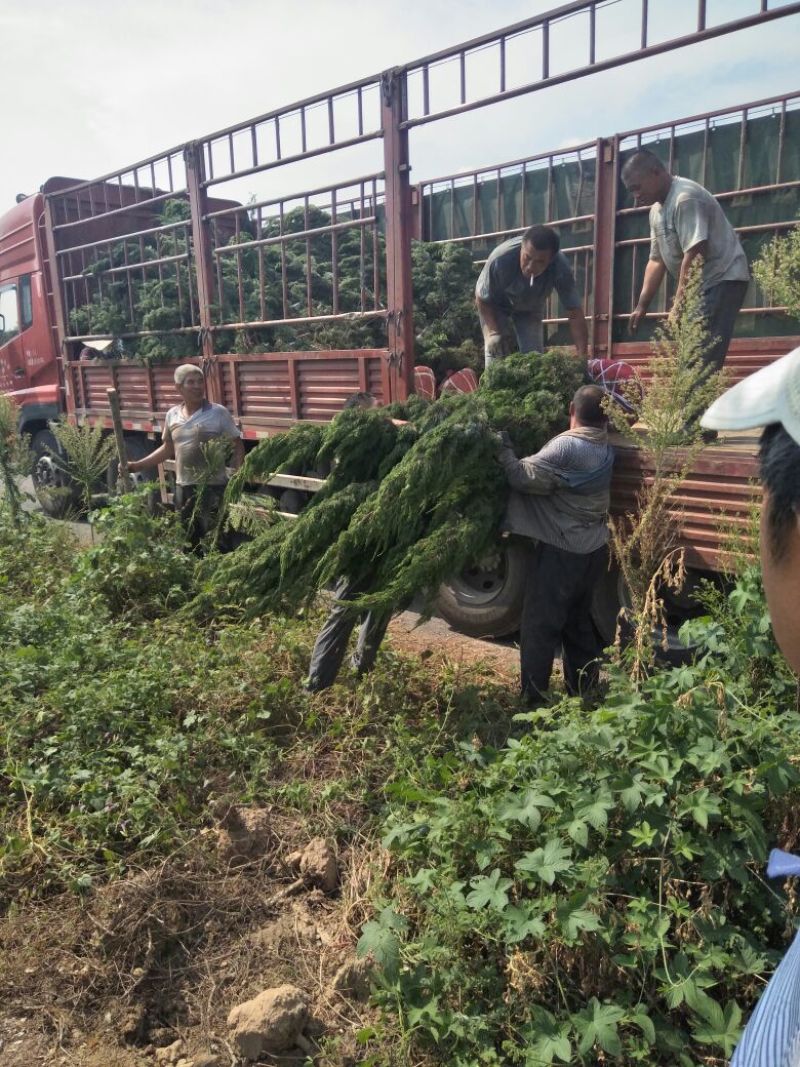 3-4米龙柏树，树型一级，绿化常绿树，量大供应！