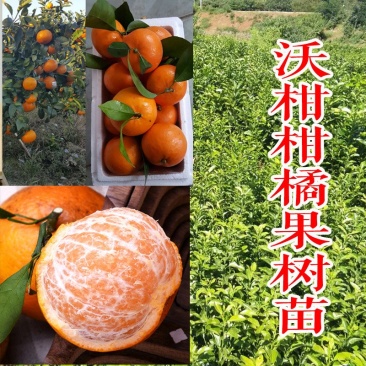 柑桔树苗沃柑苗黄金柑苗皇帝柑苗嫁接果树苗