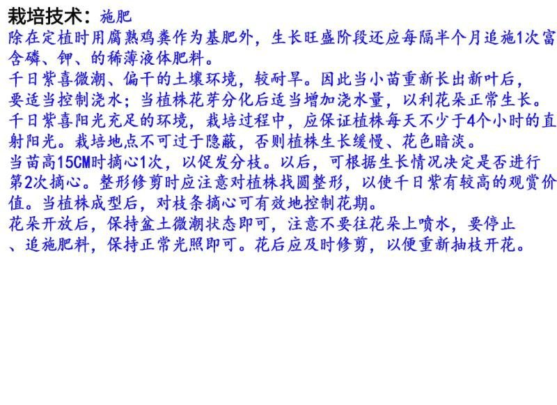 千日紫种子花色漂亮发芽快6－8斤/亩