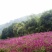 千日紫种子花色漂亮发芽快6－8斤/亩
