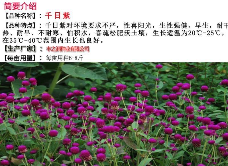 千日紫种子花色漂亮发芽快6－8斤/亩
