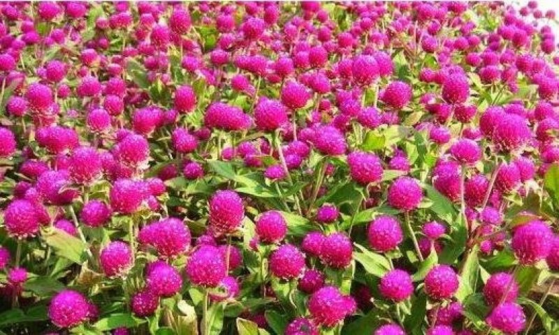 千日紫种子花色漂亮发芽快6－8斤/亩