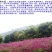 千日紫种子花色漂亮发芽快6－8斤/亩