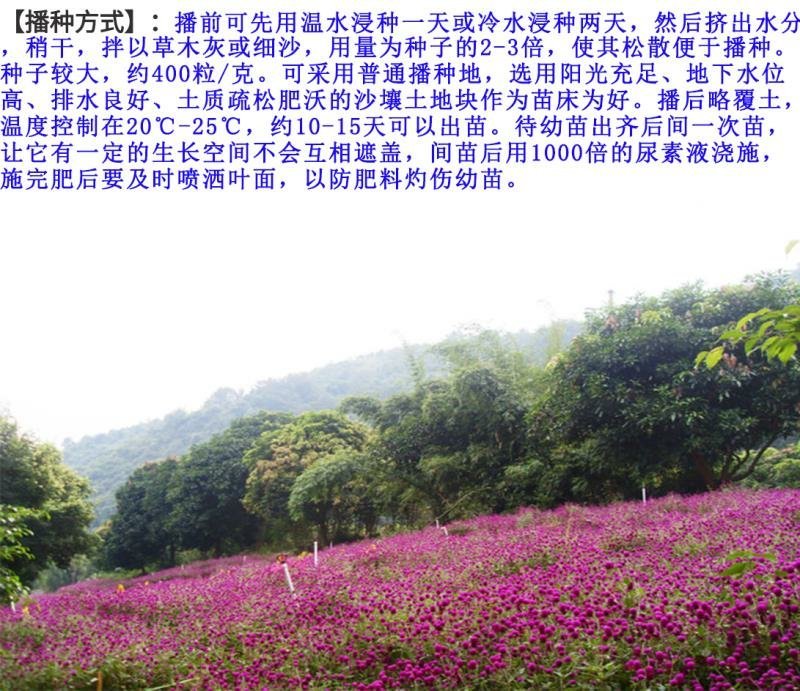 千日紫种子花色漂亮发芽快6－8斤/亩