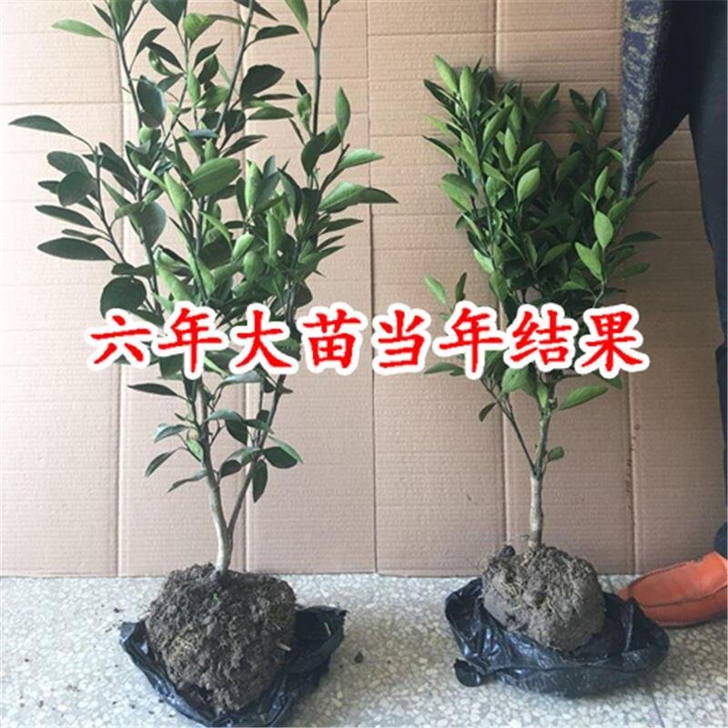 四季脆皮金桔树苗融安滑皮金桔可盆栽地载南北方当年四季结果
