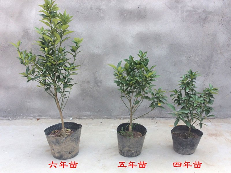 四季脆皮金桔树苗融安滑皮金桔可盆栽地载南北方当年四季结果