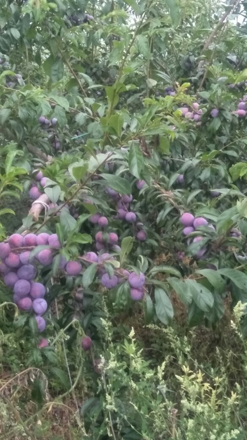 小翠红李