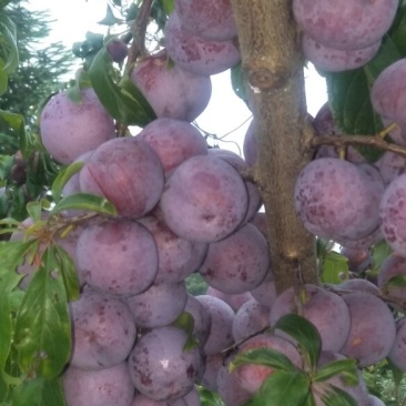 小翠红李