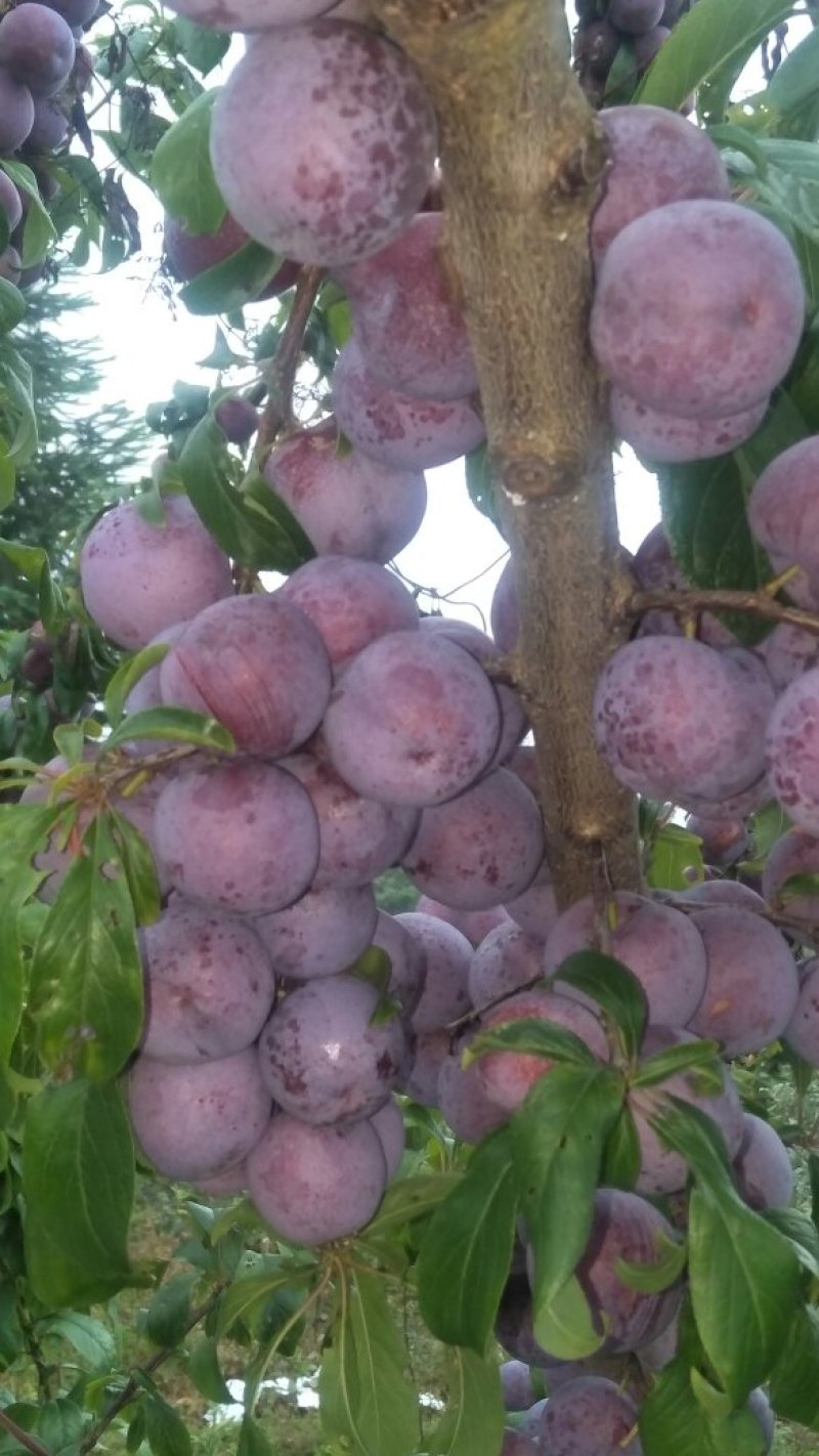 小翠红李