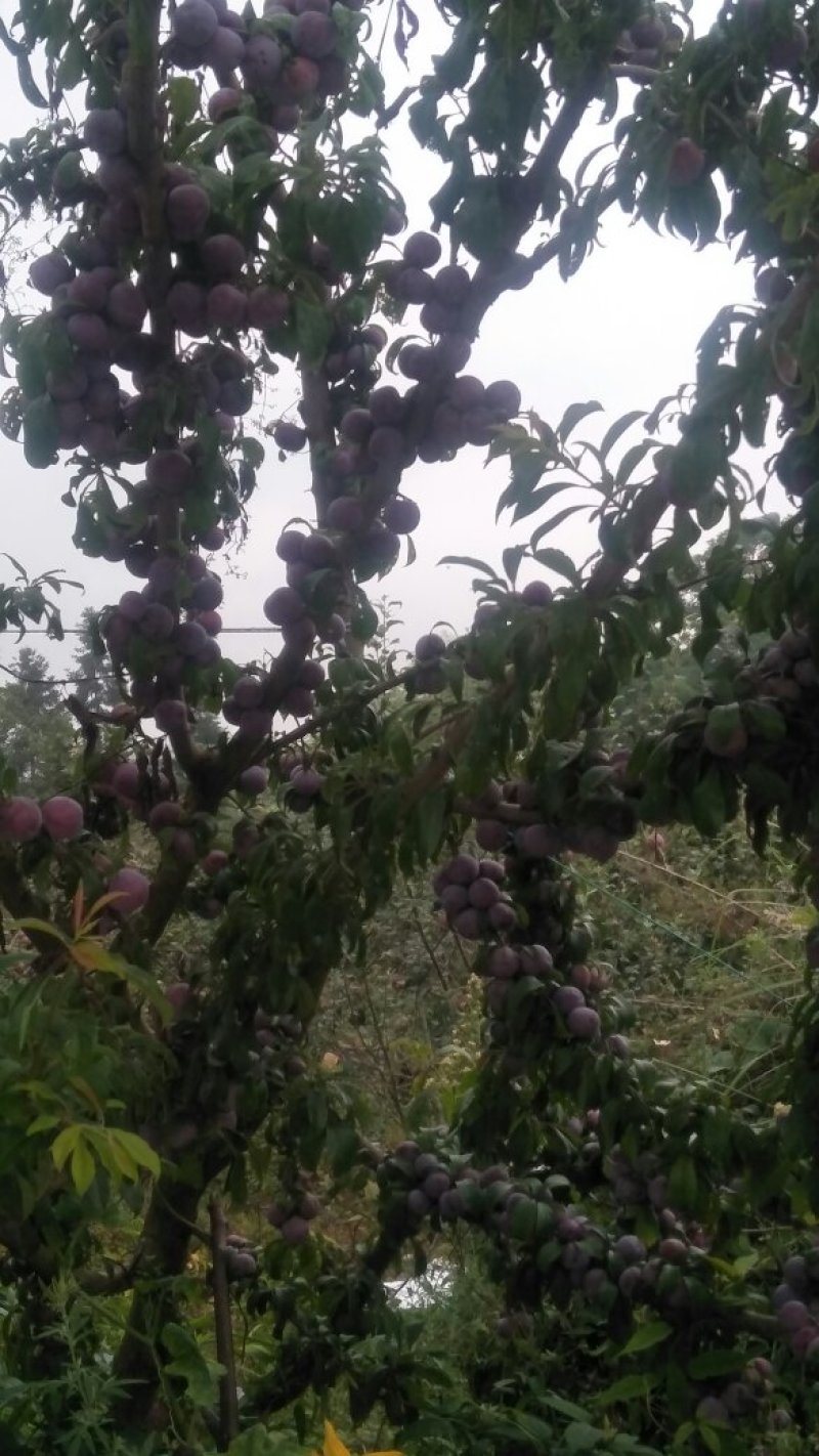 小翠红李