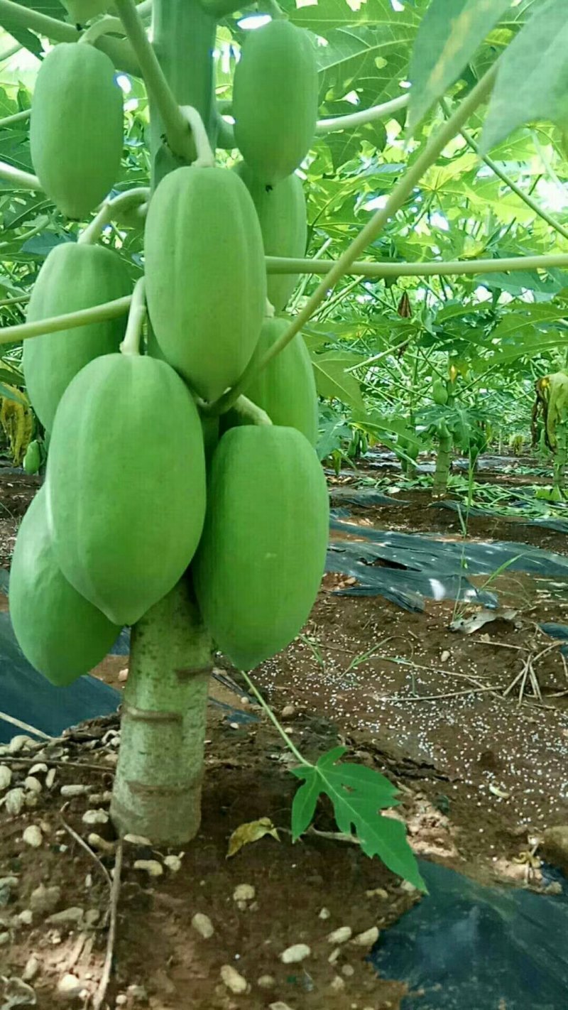 木瓜丝木瓜条一件50斤