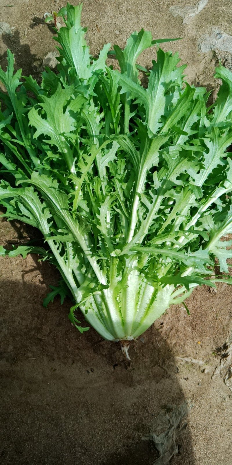 苦菊
