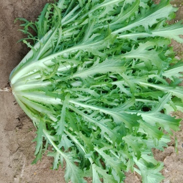 苦菊