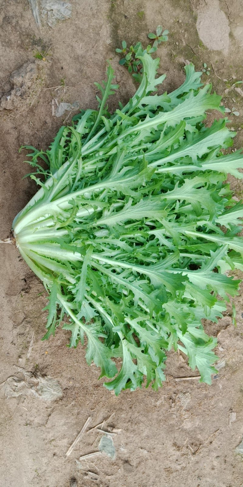 苦菊