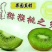好消息，自家果园新鲜绿心猕猴桃省内一律68元一
