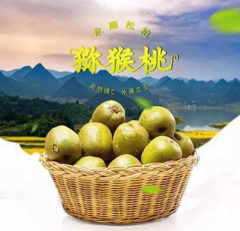 好消息，自家果园新鲜绿心猕猴桃省内一律68元一