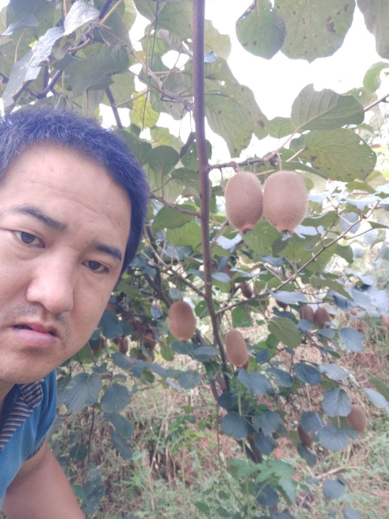 好消息，自家果园新鲜绿心猕猴桃省内一律68元一
