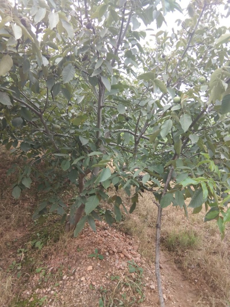 青皮核桃优质辽系核桃清香核桃香菱核桃