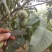 青皮核桃优质辽系核桃清香核桃香菱核桃
