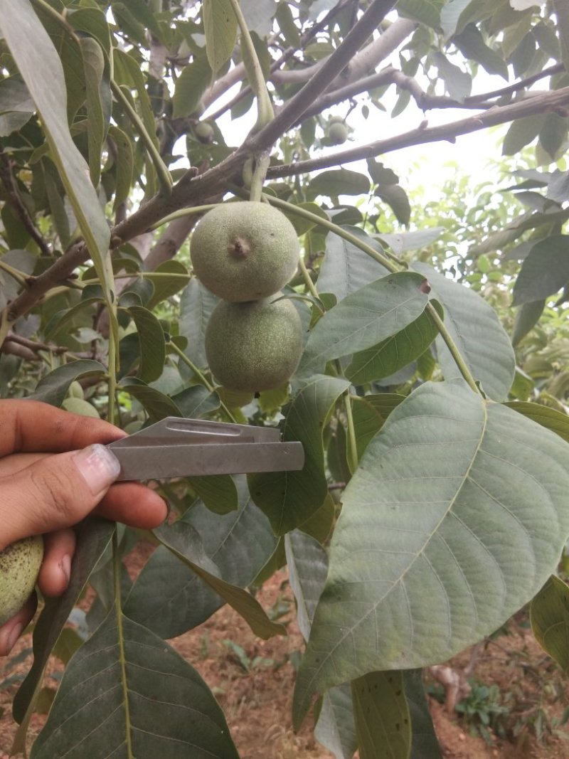 青皮核桃优质辽系核桃清香核桃香菱核桃